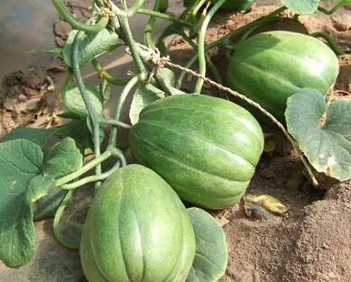 老纪吃瓜,揭秘娱乐圈那些不为人知的幕后故事