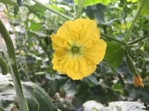 天津静海吃瓜视频,一场网络热议的幕后揭秘