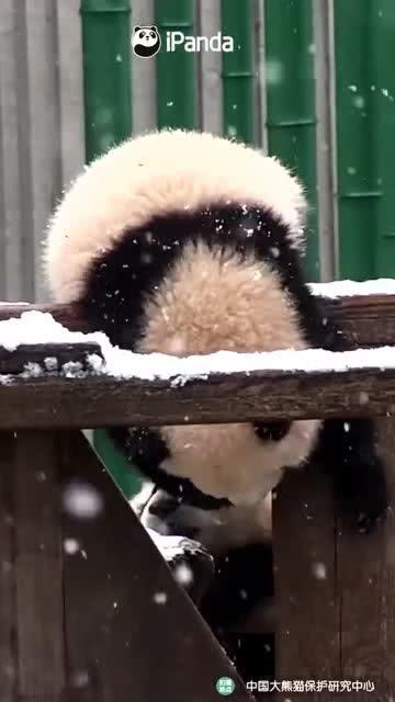 吃瓜小熊启文,揭秘娱乐圈幕后故事