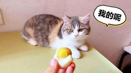 小猫吃主人小瓜,引发温馨家庭趣事