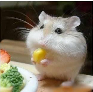 仓鼠吃瓜图片搞笑,笑料横生，萌态十足！