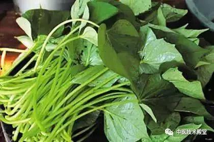 梦见吃瓜尖叶,揭秘吃瓜尖叶的神秘寓意