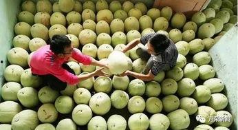 过量吃三白瓜,健康风险不容忽视